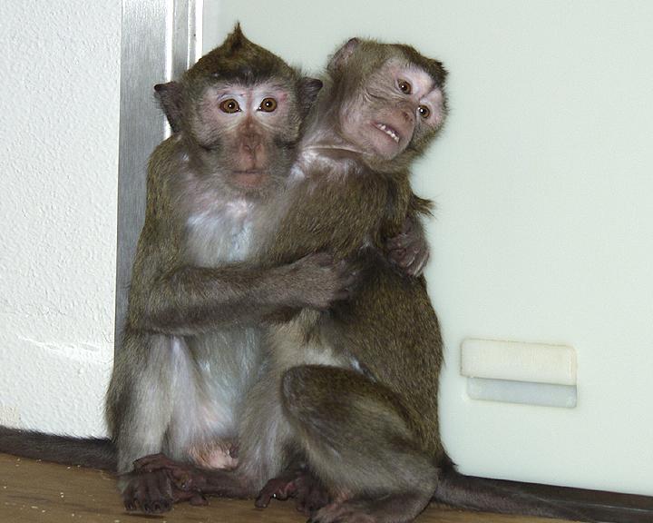 Behavioural indicators | Macaques